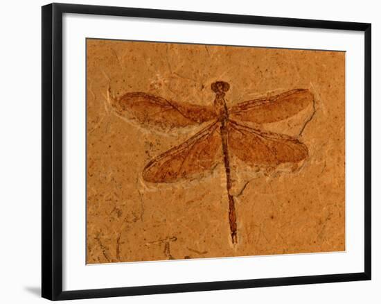 Fossil Insect, Dragonfly, Early Cretaceous, Brazil-John Cancalosi-Framed Photographic Print