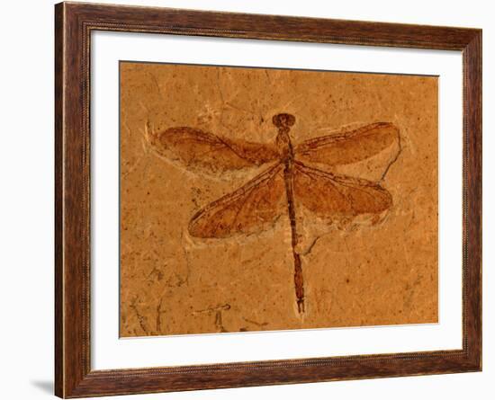 Fossil Insect, Dragonfly, Early Cretaceous, Brazil-John Cancalosi-Framed Photographic Print