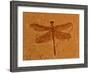 Fossil Insect, Dragonfly, Early Cretaceous, Brazil-John Cancalosi-Framed Photographic Print