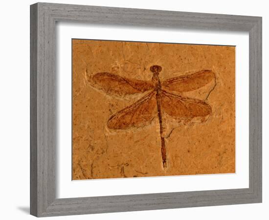 Fossil Insect, Dragonfly, Early Cretaceous, Brazil-John Cancalosi-Framed Photographic Print