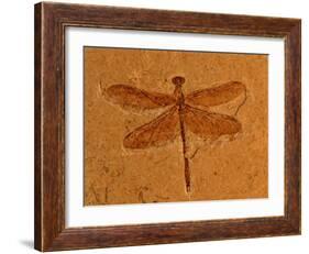 Fossil Insect, Dragonfly, Early Cretaceous, Brazil-John Cancalosi-Framed Photographic Print