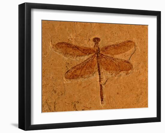 Fossil Insect, Dragonfly, Early Cretaceous, Brazil-John Cancalosi-Framed Photographic Print