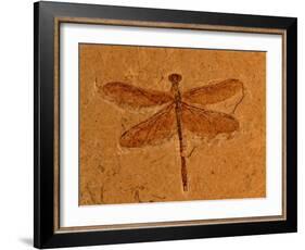 Fossil Insect, Dragonfly, Early Cretaceous, Brazil-John Cancalosi-Framed Photographic Print