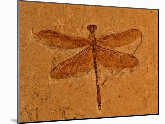 Fossil Insect, Dragonfly, Early Cretaceous, Brazil-John Cancalosi-Mounted Photographic Print