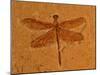 Fossil Insect, Dragonfly, Early Cretaceous, Brazil-John Cancalosi-Mounted Photographic Print