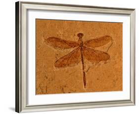 Fossil Insect, Dragonfly, Early Cretaceous, Brazil-John Cancalosi-Framed Photographic Print