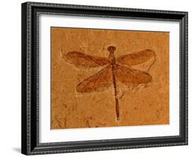 Fossil Insect, Dragonfly, Early Cretaceous, Brazil-John Cancalosi-Framed Photographic Print