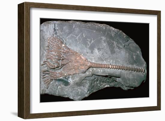 Fossil of a crinoid lily. Artist: Unknown-Unknown-Framed Giclee Print