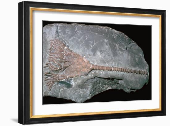 Fossil of a crinoid lily. Artist: Unknown-Unknown-Framed Giclee Print