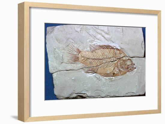 Fossil of a fish. Artist: Unknown-Unknown-Framed Giclee Print