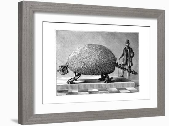 Fossil of a Giant Armadillo from South America, C1890-null-Framed Giclee Print