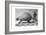 Fossil of a Giant Armadillo from South America, C1890-null-Framed Giclee Print