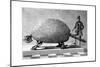 Fossil of a Giant Armadillo from South America, C1890-null-Mounted Giclee Print