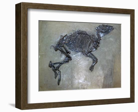 Fossil of a horse. Artist: Unknown-Unknown-Framed Giclee Print