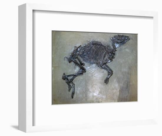 Fossil of a horse. Artist: Unknown-Unknown-Framed Giclee Print