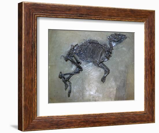 Fossil of a horse. Artist: Unknown-Unknown-Framed Giclee Print