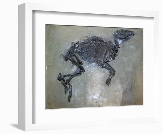 Fossil of a horse. Artist: Unknown-Unknown-Framed Giclee Print