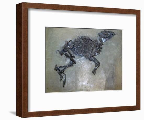 Fossil of a horse. Artist: Unknown-Unknown-Framed Giclee Print