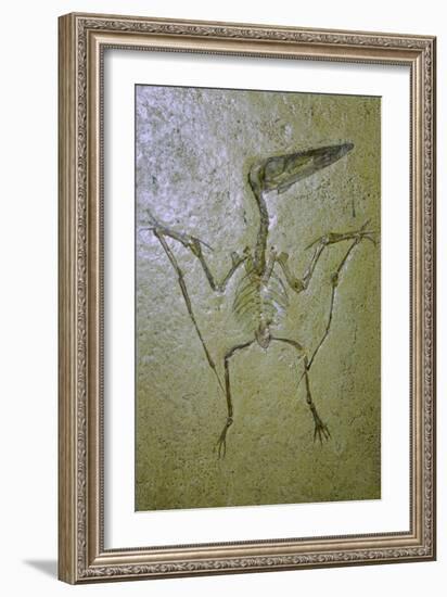 Fossil of a Pterodactyl. Artist: Unknown-Unknown-Framed Giclee Print