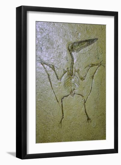 Fossil of a Pterodactyl. Artist: Unknown-Unknown-Framed Giclee Print