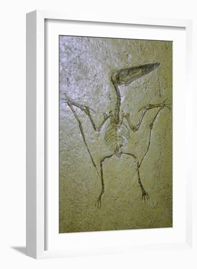 Fossil of a Pterodactyl. Artist: Unknown-Unknown-Framed Giclee Print