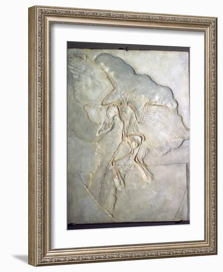 Fossil of Archaeopteryx Lithographica. Late Jurassic, (20th century)-Unknown-Framed Giclee Print