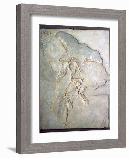 Fossil of Archaeopteryx Lithographica. Late Jurassic, (20th century)-Unknown-Framed Giclee Print