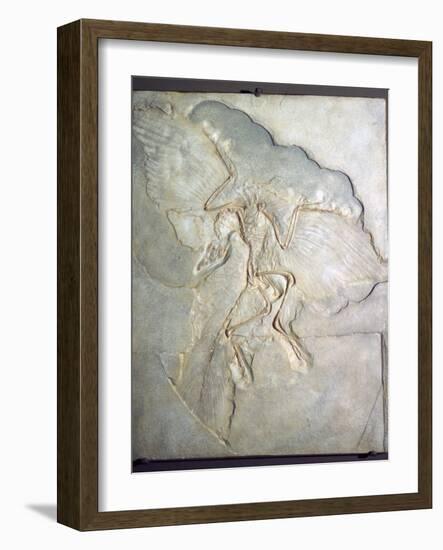 Fossil of Archaeopteryx Lithographica. Late Jurassic, (20th century)-Unknown-Framed Giclee Print