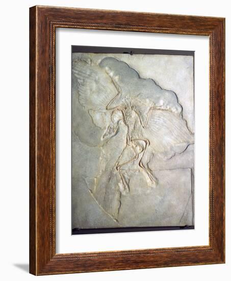 Fossil of Archaeopteryx Lithographica. Late Jurassic, (20th century)-Unknown-Framed Giclee Print