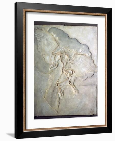 Fossil of Archaeopteryx Lithographica. Late Jurassic, (20th century)-Unknown-Framed Giclee Print