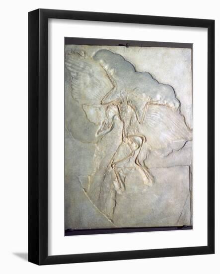 Fossil of Archaeopteryx Lithographica. Late Jurassic, (20th century)-Unknown-Framed Giclee Print