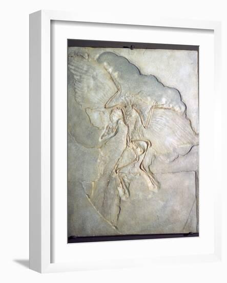 Fossil of Archaeopteryx Lithographica. Late Jurassic, (20th century)-Unknown-Framed Giclee Print