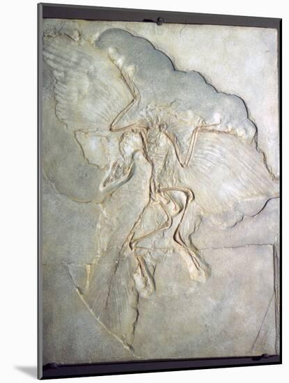 Fossil of Archaeopteryx Lithographica. Late Jurassic, (20th century)-Unknown-Mounted Giclee Print