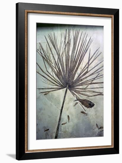 Fossil palm and fishes. Artist: Unknown-Unknown-Framed Giclee Print