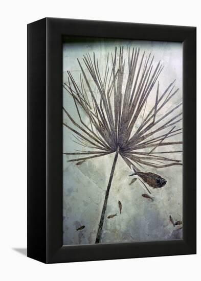 Fossil palm and fishes. Artist: Unknown-Unknown-Framed Premier Image Canvas