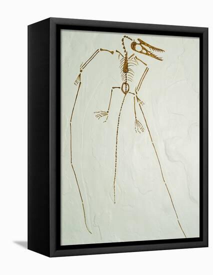Fossil Pterosaur Ramphorhynchus gemmingi found in Bavaria-Kevin Schafer-Framed Premier Image Canvas