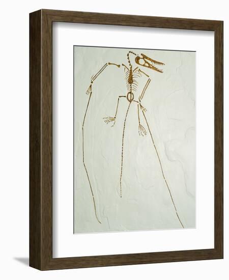 Fossil Pterosaur Ramphorhynchus gemmingi found in Bavaria-Kevin Schafer-Framed Photographic Print