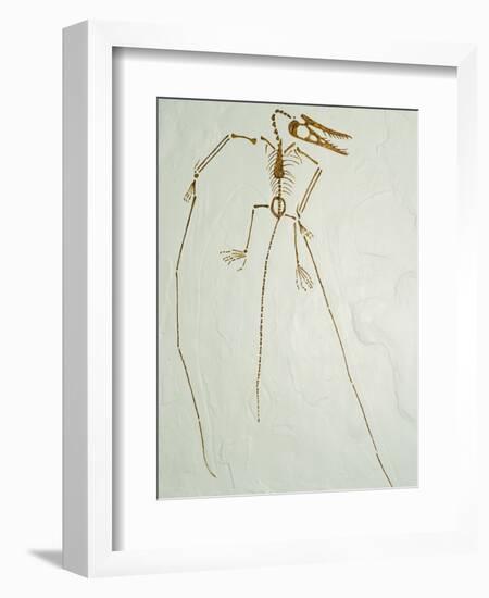 Fossil Pterosaur Ramphorhynchus gemmingi found in Bavaria-Kevin Schafer-Framed Photographic Print