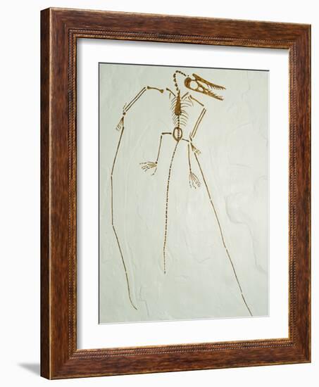 Fossil Pterosaur Ramphorhynchus gemmingi found in Bavaria-Kevin Schafer-Framed Photographic Print