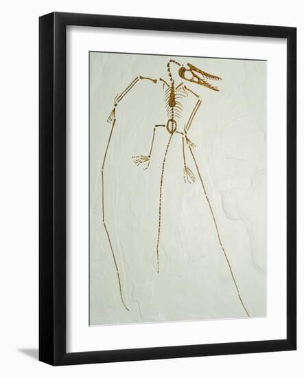 Fossil Pterosaur Ramphorhynchus gemmingi found in Bavaria-Kevin Schafer-Framed Photographic Print