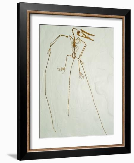 Fossil Pterosaur Ramphorhynchus gemmingi found in Bavaria-Kevin Schafer-Framed Photographic Print