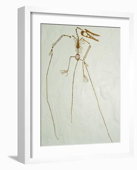 Fossil Pterosaur Ramphorhynchus gemmingi found in Bavaria-Kevin Schafer-Framed Photographic Print
