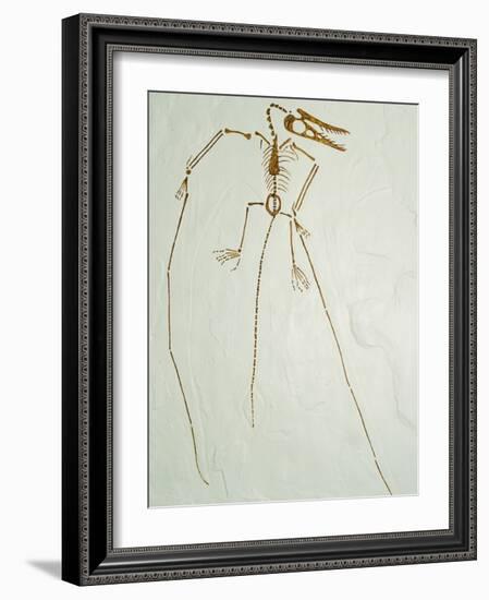 Fossil Pterosaur Ramphorhynchus gemmingi found in Bavaria-Kevin Schafer-Framed Photographic Print