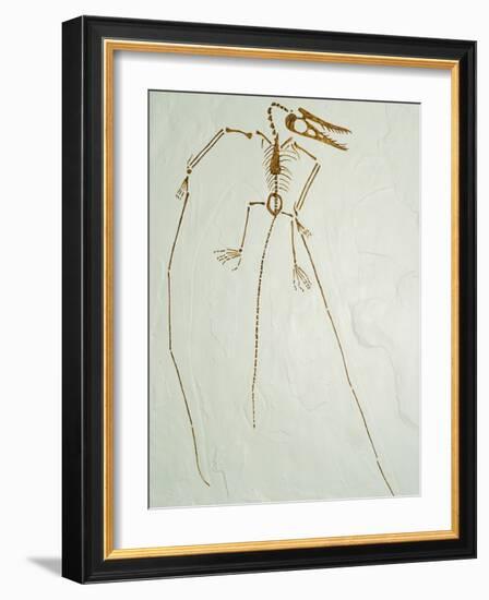 Fossil Pterosaur Ramphorhynchus gemmingi found in Bavaria-Kevin Schafer-Framed Photographic Print