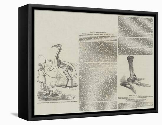 Fossil Remains of Colossal Birds of New Zealand-null-Framed Premier Image Canvas