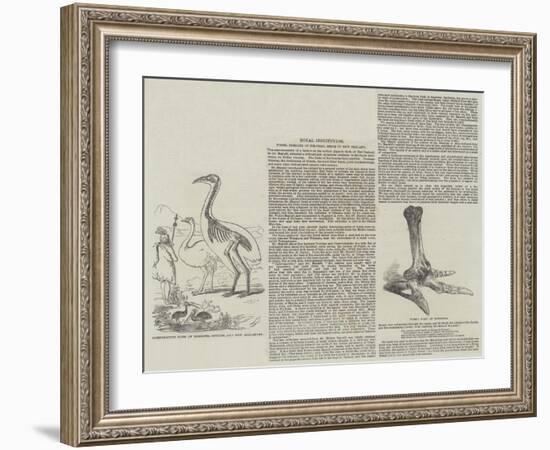 Fossil Remains of Colossal Birds of New Zealand-null-Framed Giclee Print