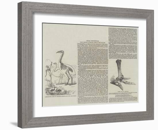 Fossil Remains of Colossal Birds of New Zealand-null-Framed Giclee Print