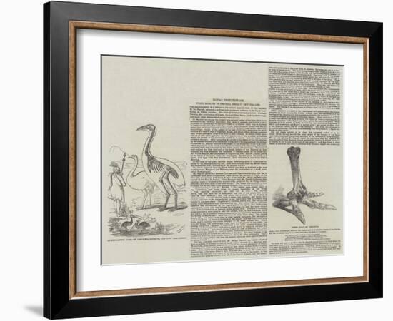 Fossil Remains of Colossal Birds of New Zealand-null-Framed Giclee Print