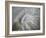 Fossil Shells I-Nicole Katano-Framed Photo