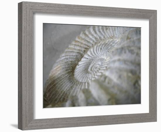 Fossil Shells I-Nicole Katano-Framed Photo